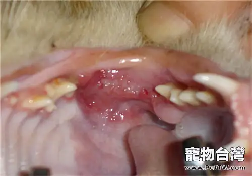 暹羅貓慢性牙齦炎的症狀及治療