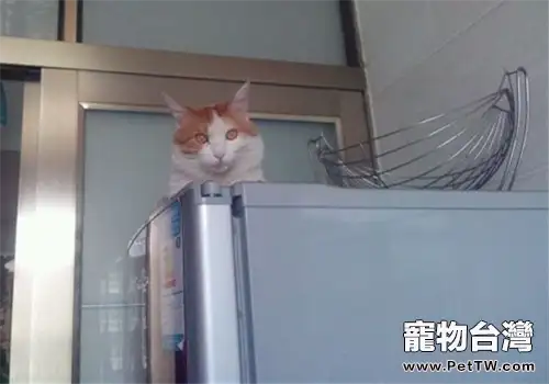 貓咪喜歡高處的原因之如何防止意外