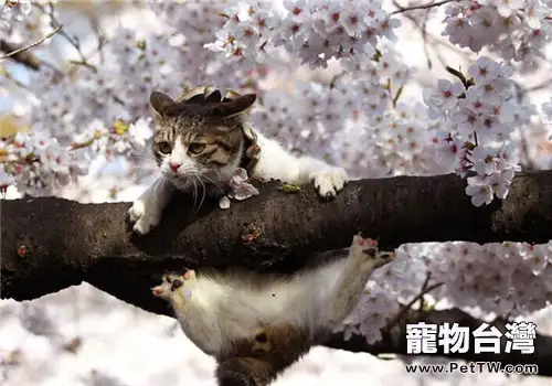 貓咪喜歡高處的原因之如何防止意外