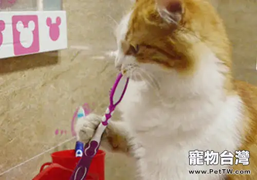 如何有效地幫貓咪清潔牙齒