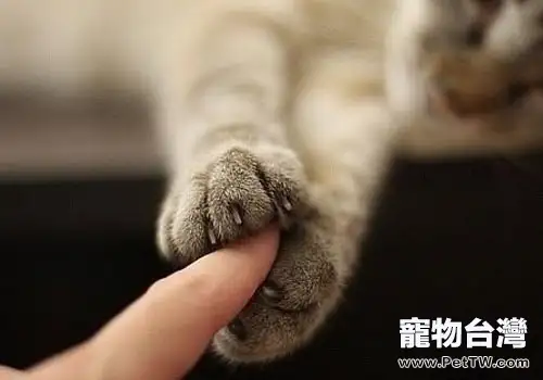 貓咪在什麼樣的情況下會伸爪子