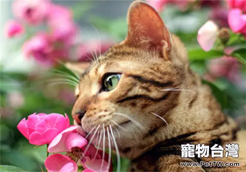 貓咪感覺器官與特殊器官的詳細介紹