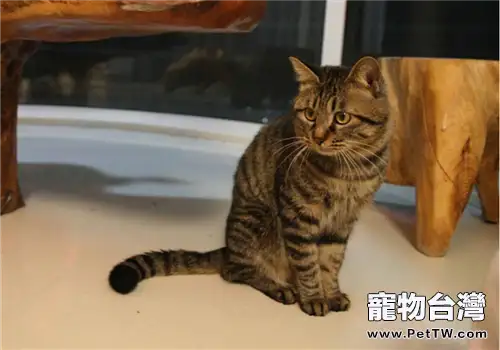 貓咪感覺器官與特殊器官的詳細介紹