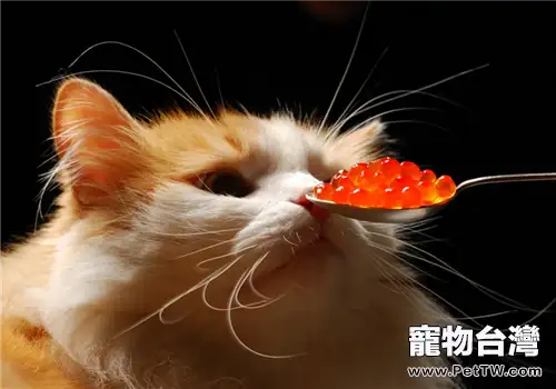蘇格蘭摺耳貓挑食原因大解密