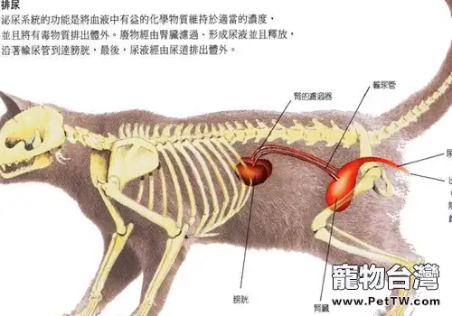 貓咪泌尿系統的相關問題