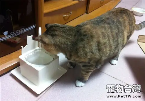 介紹十款適合貓咪的飲水器