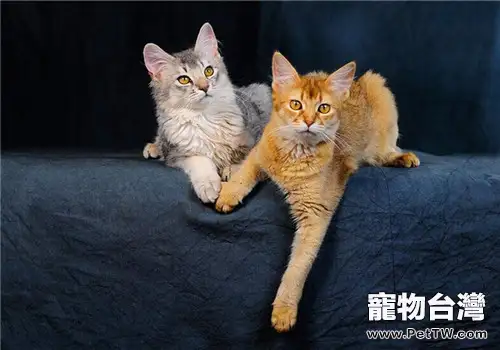 貓咪異常行為的原因分析