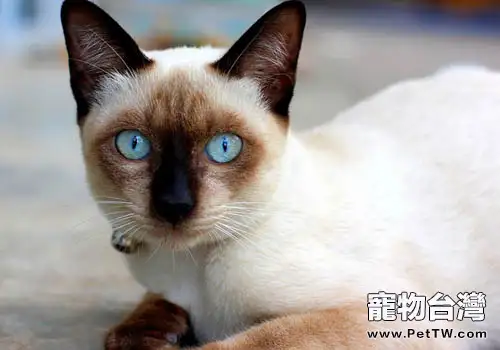 貓咪有多聰明之取暖有妙招（1圖）-寵物台灣