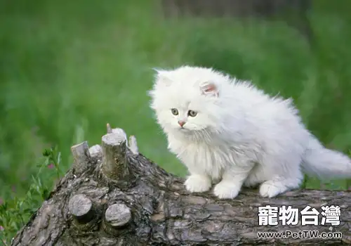 波斯貓的遺傳病—多囊腎(共2張圖片)-寵物台灣