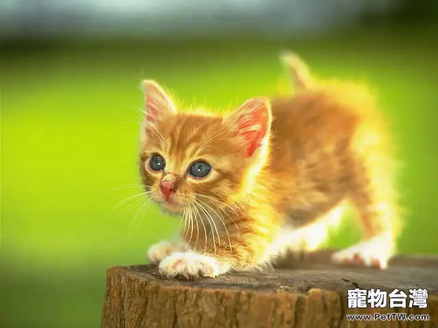 掌握正確方法訓練好你的貓咪(1圖)-寵物台灣