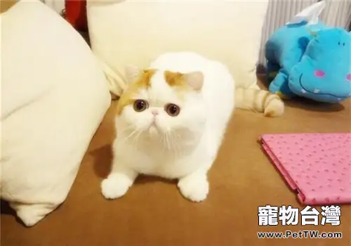 如何減少室內貓騷味（共2張圖片）-寵物台灣