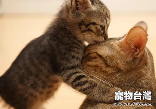 如何照顧腸胃不好的貓咪