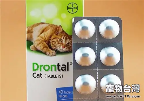 貓咪體內外驅蟲小知識