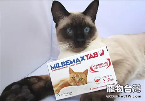 貓咪體內外驅蟲小知識