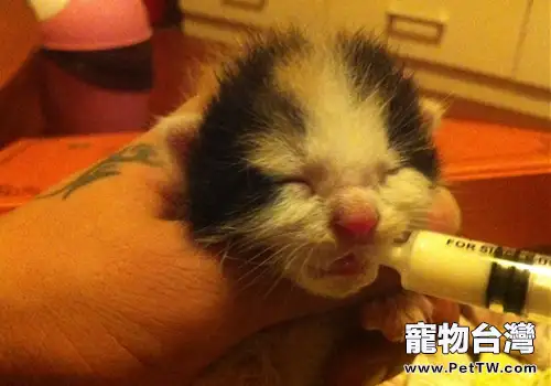 關於新生貓咪的一些常見問題（1圖）-寵物台灣