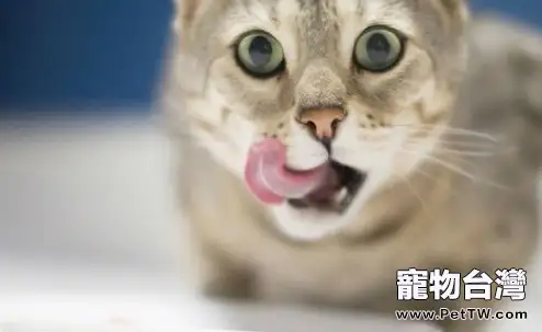 貓咪的飲食習慣（1圖）-寵物台灣