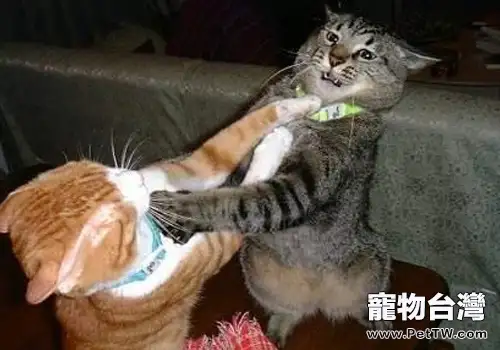 貓咪總是打架怎麼辦
