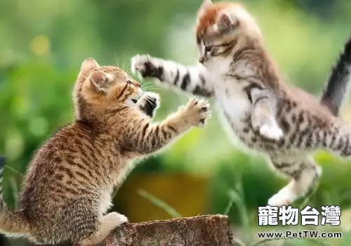 什麼樣的貓咪喜歡打架