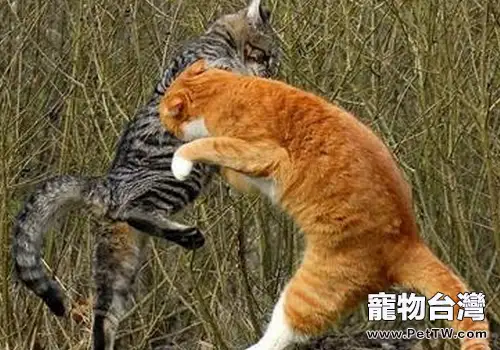 什麼樣的貓咪喜歡打架