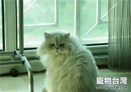 適合單身女性飼養的寵物有哪些(共4張圖片)-寵物台灣