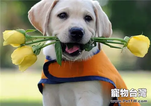 適合單身女性飼養的寵物有哪些