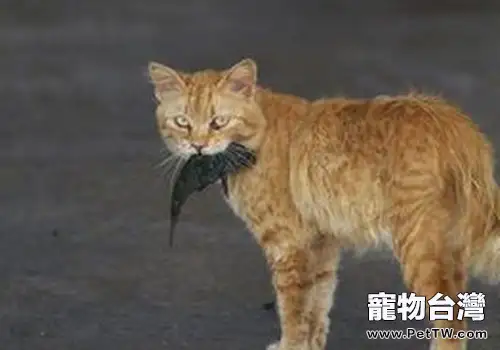 為什麼有時貓咪會將東西叼到你面前(1圖)-寵物台灣
