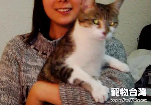 與貓咪相處的錯誤行為