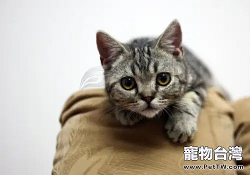 與貓咪相處的錯誤行為