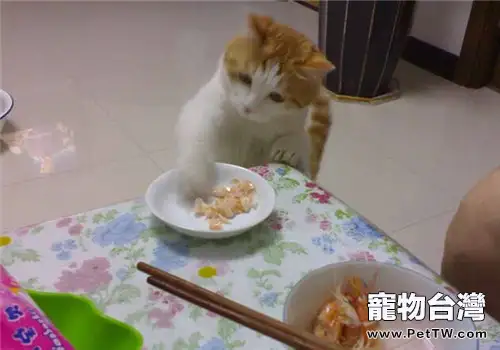 如何讓貓咪健康安全的吃魚