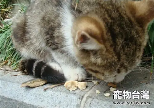 如何讓貓咪健康安全的吃魚