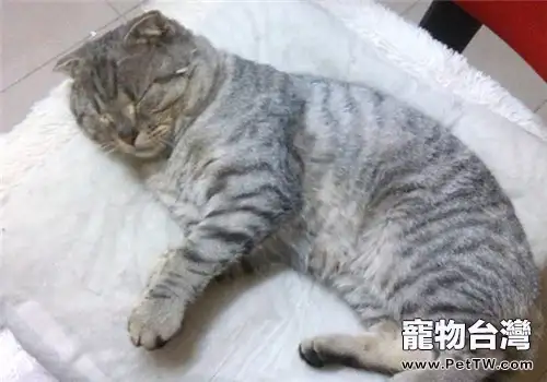 貓咪一直睡覺是因為生病了嗎？