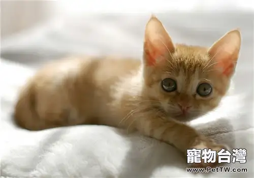 真的有貓語言嗎？