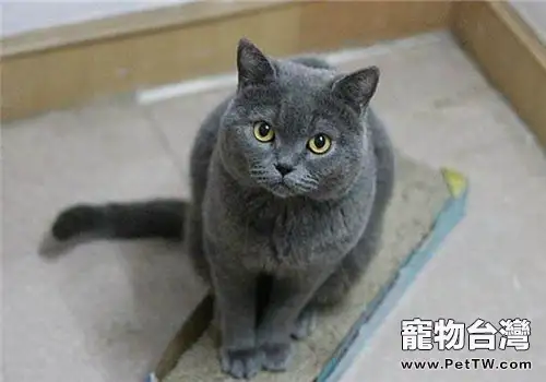 關於貓咪的脫毛與掉毛(共2張圖片)-寵物台灣