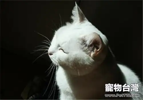 貓咪要多曬太陽