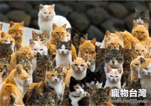 日本貓島為什麼有那麼多貓？