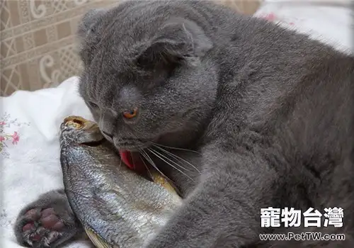 貓咪挑食不吃東西怎麼辦？（共2張圖片）-寵物台灣