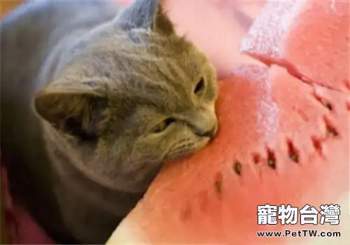 貓咪挑食不吃東西怎麼辦？