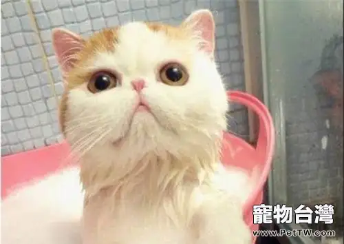 如何讓貓咪乖乖洗澡