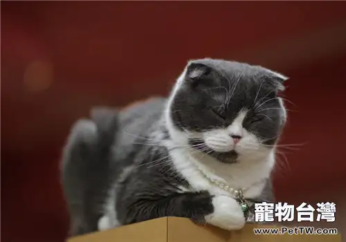 家裡有貓味兒怎麼辦？（共2張圖片）-寵物台灣