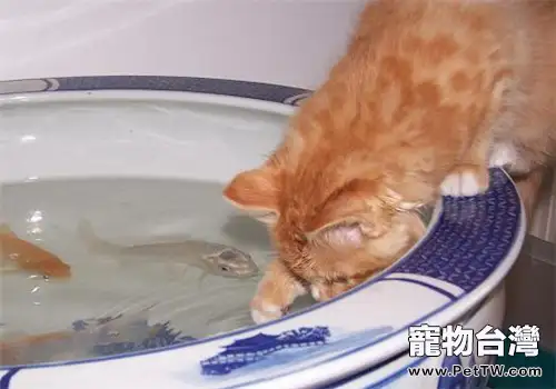 貓咪喝洗澡水怎麼辦？