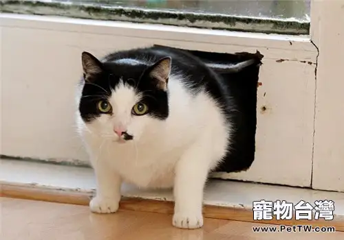 寵物貓太胖了怎麼辦？