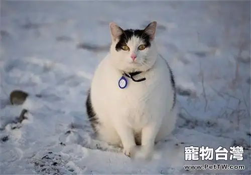 寵物貓太胖了怎麼辦？
