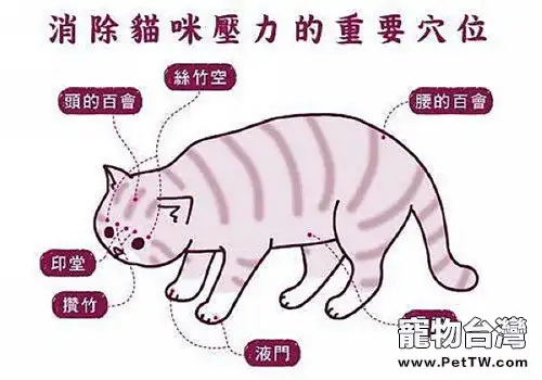給貓咪按摩有什麼好處