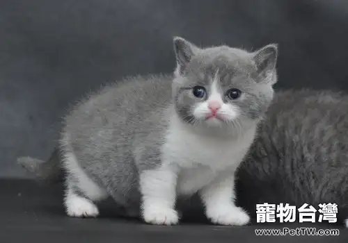 如何訓練貓咪上馬桶排便