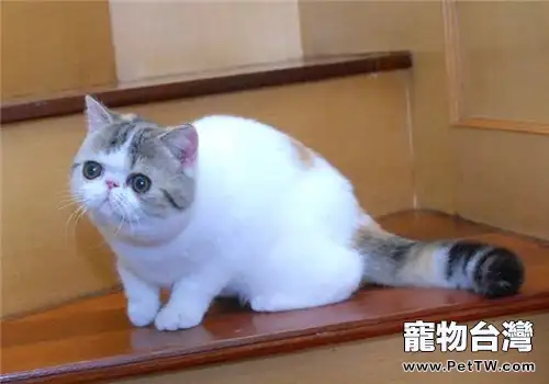 如何訓練貓咪上馬桶排便