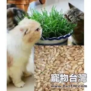 常見的貓草種類