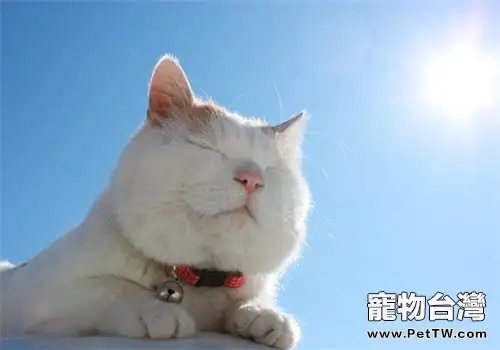 當貓咪老了我們要這樣做