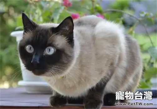 春季養貓要注意預防貓瘟(1圖)-寵物台灣