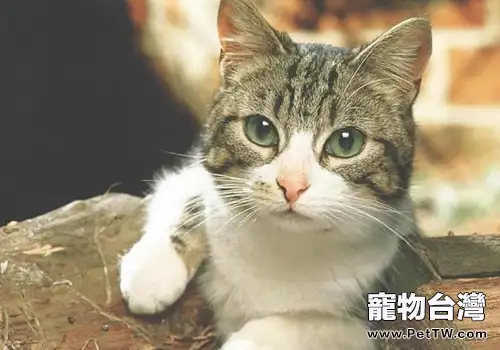 新來的貓咪進家需要注意哪些（1圖）-寵物台灣