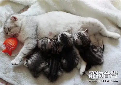 母貓正常分娩及助產要點